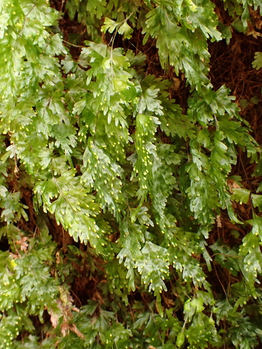 Hymenophyllum flabellatum observed 2026-10-26
