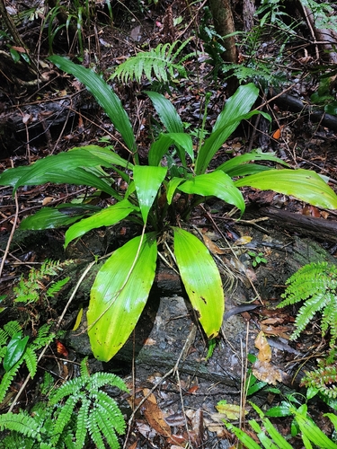 Calanthe triplicata observed 2026-10-26