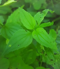 Erythranthe dentata