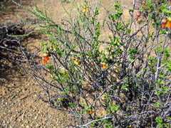 Hermannia cuneifolia