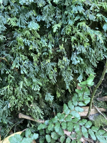 Polyphlebium endlicherianum observed 2026-10-26