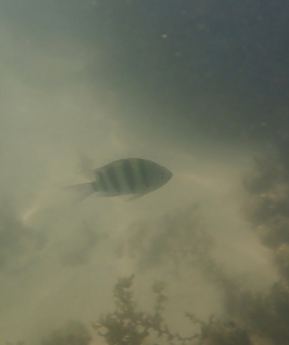 Abudefduf vaigiensis observed 2026-10-24