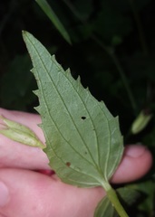 Erythranthe dentata