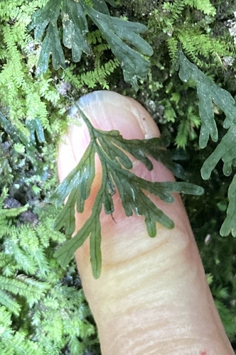 Polyphlebium endlicherianum observed 2026-10-26