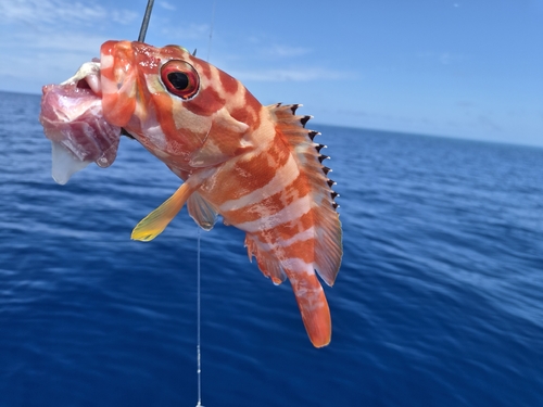 Epinephelus fasciatus observed 2026-10-26