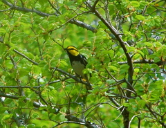 Setophaga chrysoparia