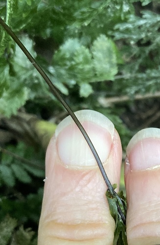 Hymenophyllum demissum observed 2026-10-26