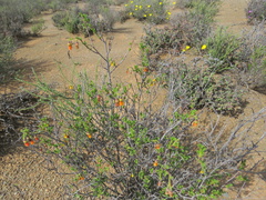 Hermannia cuneifolia