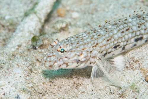 Istigobius decoratus observed 2026-10-26
