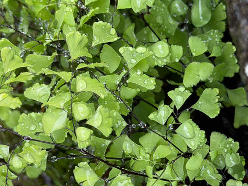 black maidenhair fern