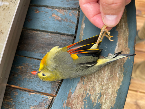 Leiothrix lutea observed 2026-10-24