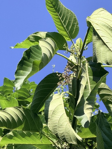 Dendrocnide observed 2026-10-26