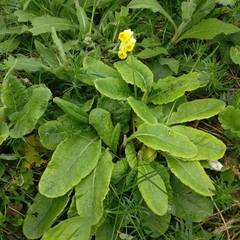 Primula veris