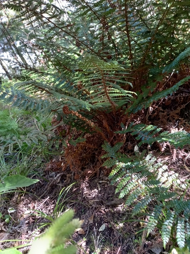 Polystichum vestitum observed 2026-10-24