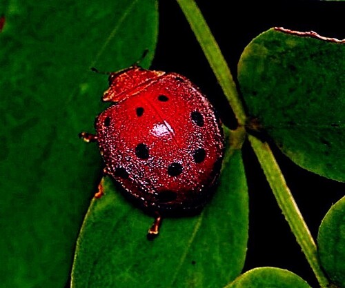 Spotted Pink Lady Beetle