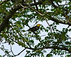 Setophaga chrysoparia