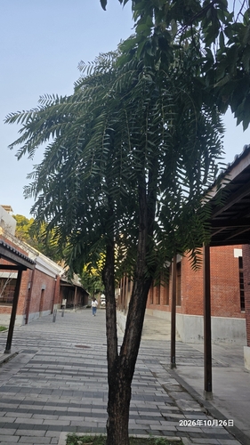 Toona sinensis observed 2026-10-26
