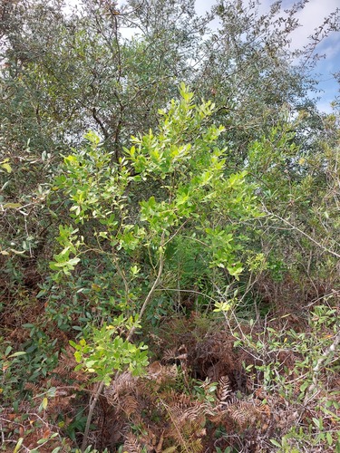 Ilex glabra observed 2026-10-25