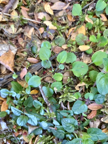 Viola cunninghamii observed 2026-10-25