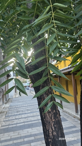Toona sinensis observed 2026-10-26
