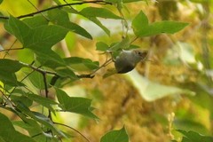 Erpornis zantholeuca