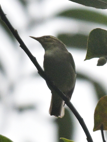 Phylloscopus borealis observed 2026-10-26