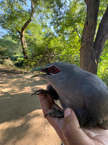 Rhopodytes tristis, 2026-10-26