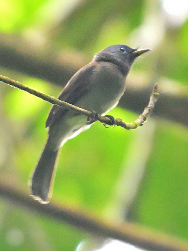 Hypothymis azurea observed 2026-10-26