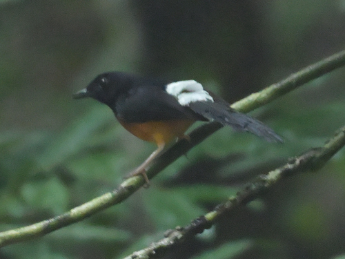 Copsychus malabaricus observed 2026-10-26