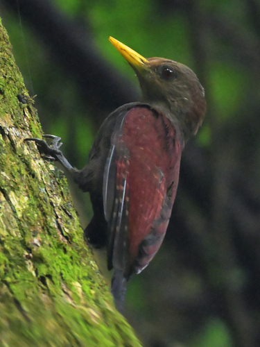 Blythipicus rubiginosus observed 2026-10-26