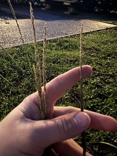Sporobolus indicus observed 2026-10-25