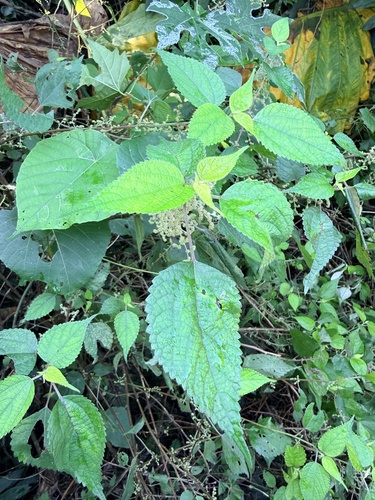 Boehmeria observed 2026-10-26