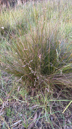 Lepidosperma observed 2026-10-26