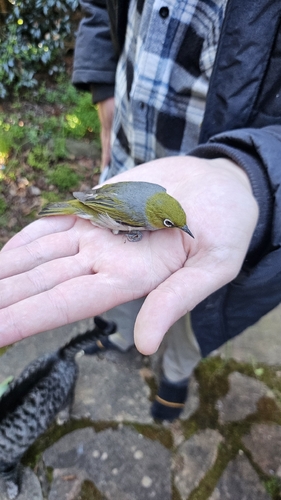 Zosterops lateralis observed 2026-10-26