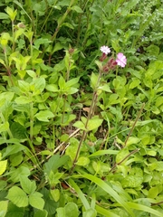 Silene dioica