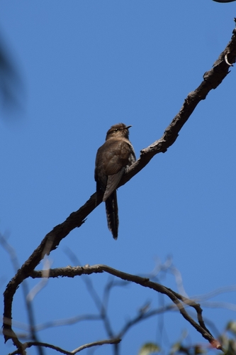 Cacomantis flabelliformis observed 2026-10-26