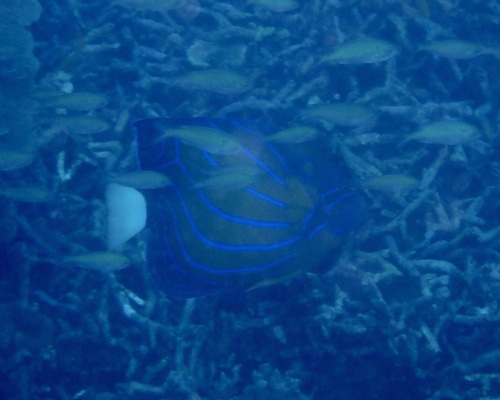 Pomacanthus annularis observed 2026-10-25