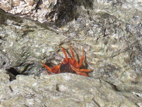 Geograpsus stormi observed 2026-10-25