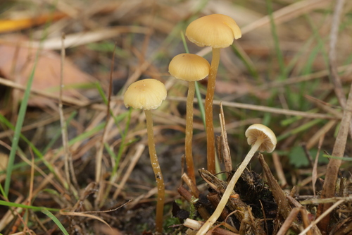 Sphagnum observed 2026-10-25