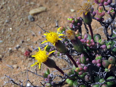 Senecio abbreviatus