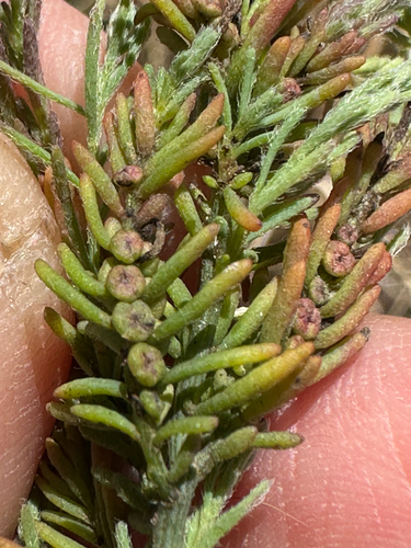 Enchylaena tomentosa observed 2026-10-26