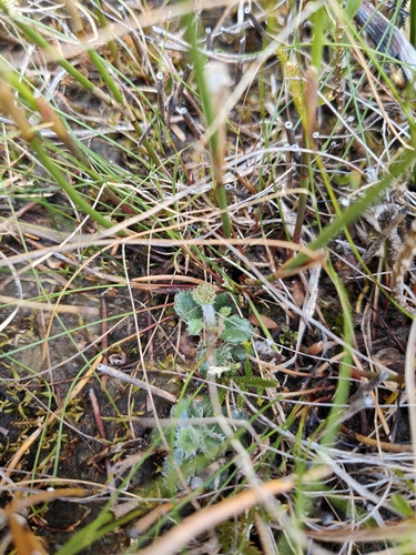 Actinotus observed 2026-10-26
