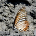 Graphium macareus - Photo (c) Subhajit Roy, algunos derechos reservados (CC BY-NC-ND), subido por Subhajit Roy