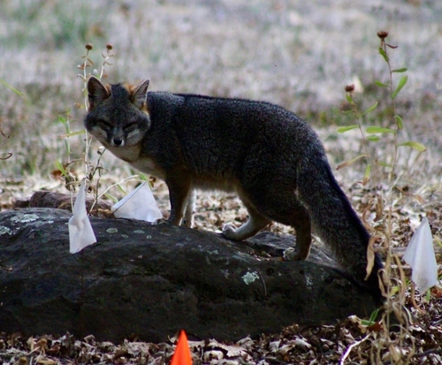Gray Fox