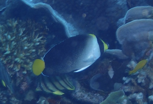 Chaetodontoplus observed 2026-10-25