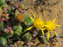 Senecio abbreviatus