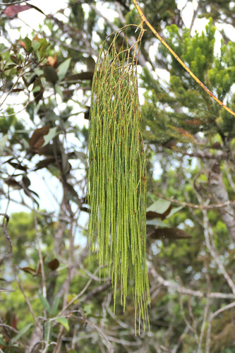 Lycopodiastrum casuarinoides observed 2026-09-08