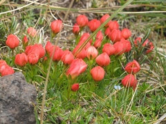 Gentianella rupicola