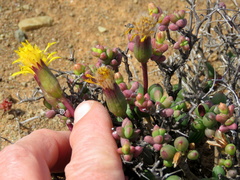 Senecio abbreviatus