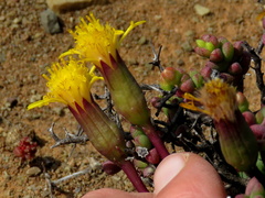 Senecio abbreviatus